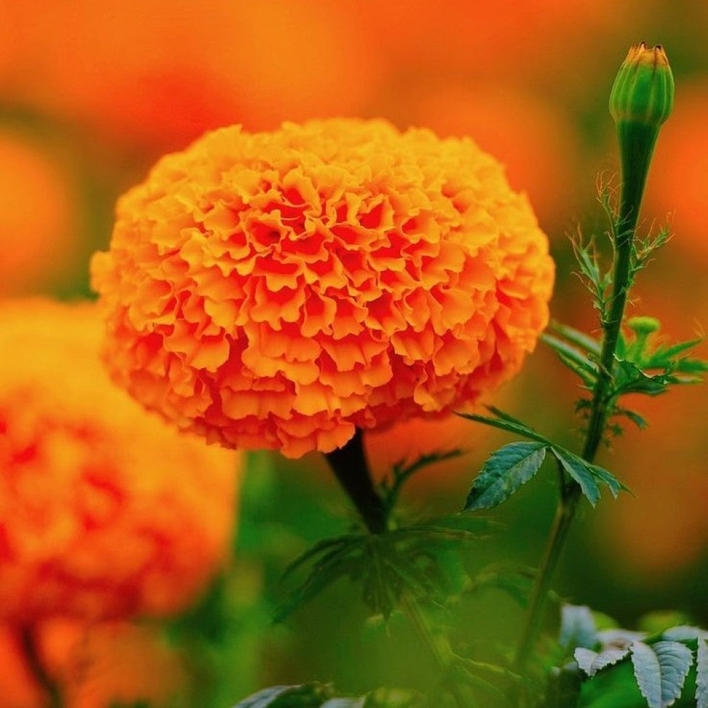 Fragancia Cempasúchil