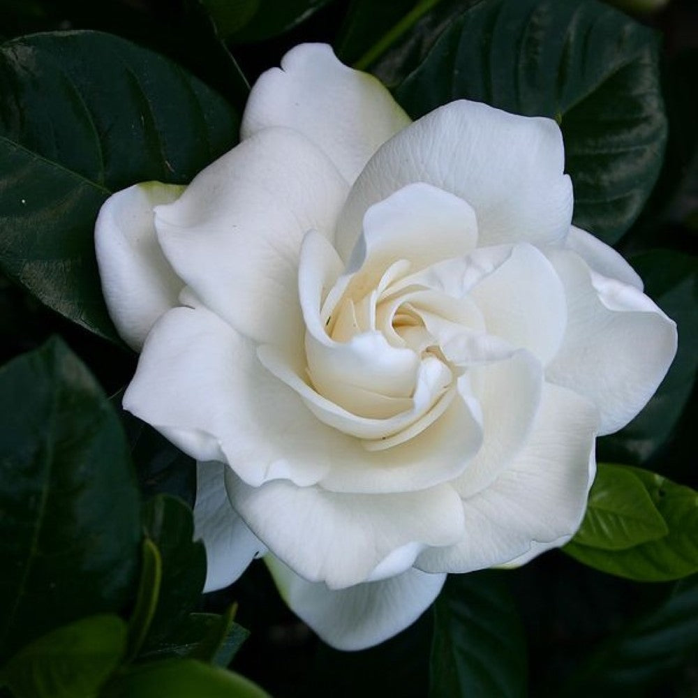 Fragancia Gardenia