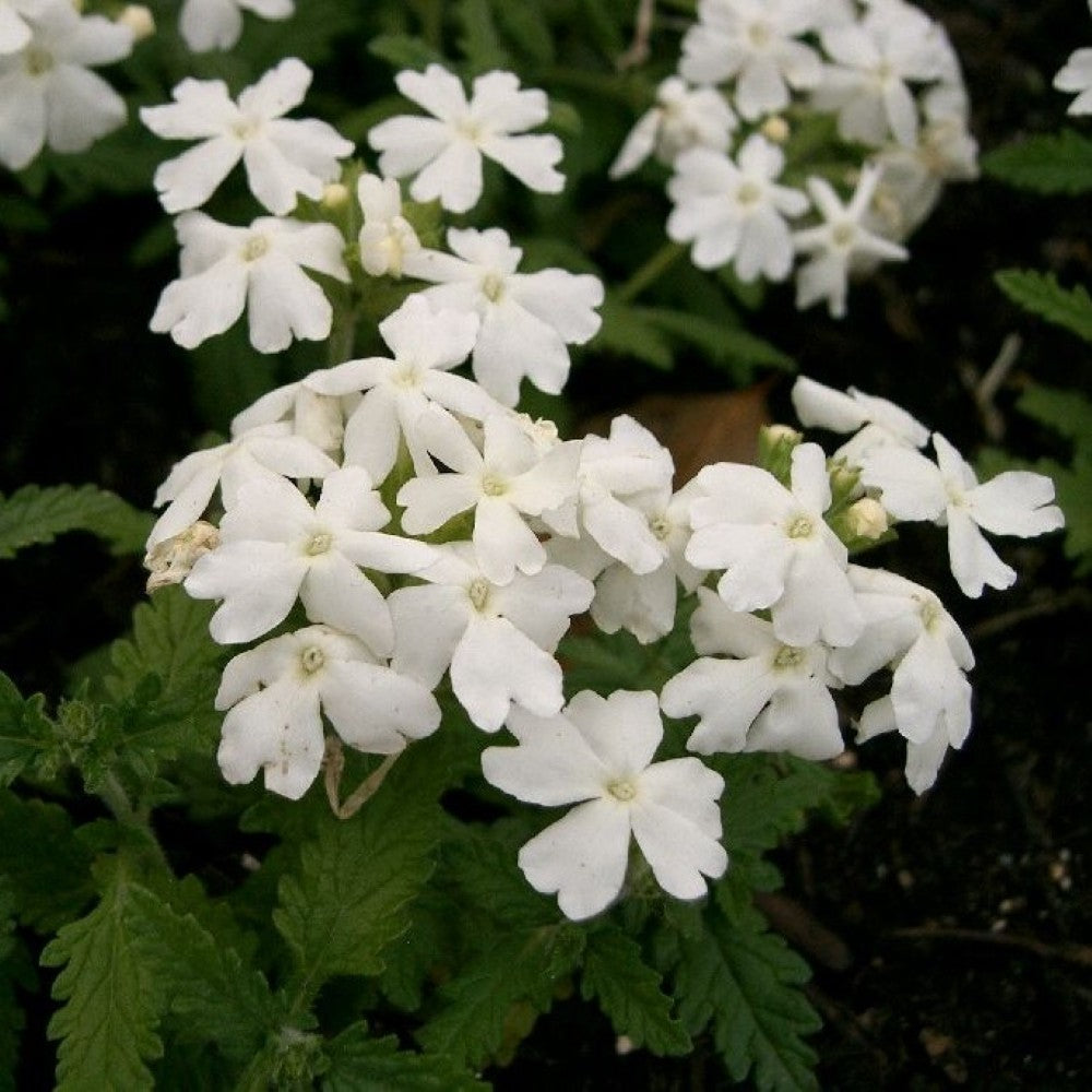 Fragancia Verbena