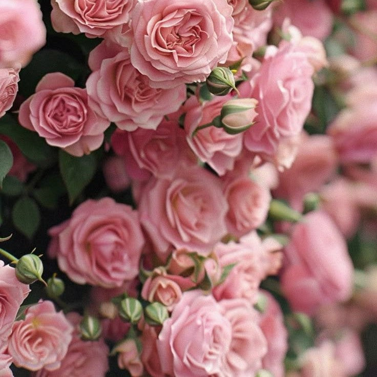 Fragancia Rosas