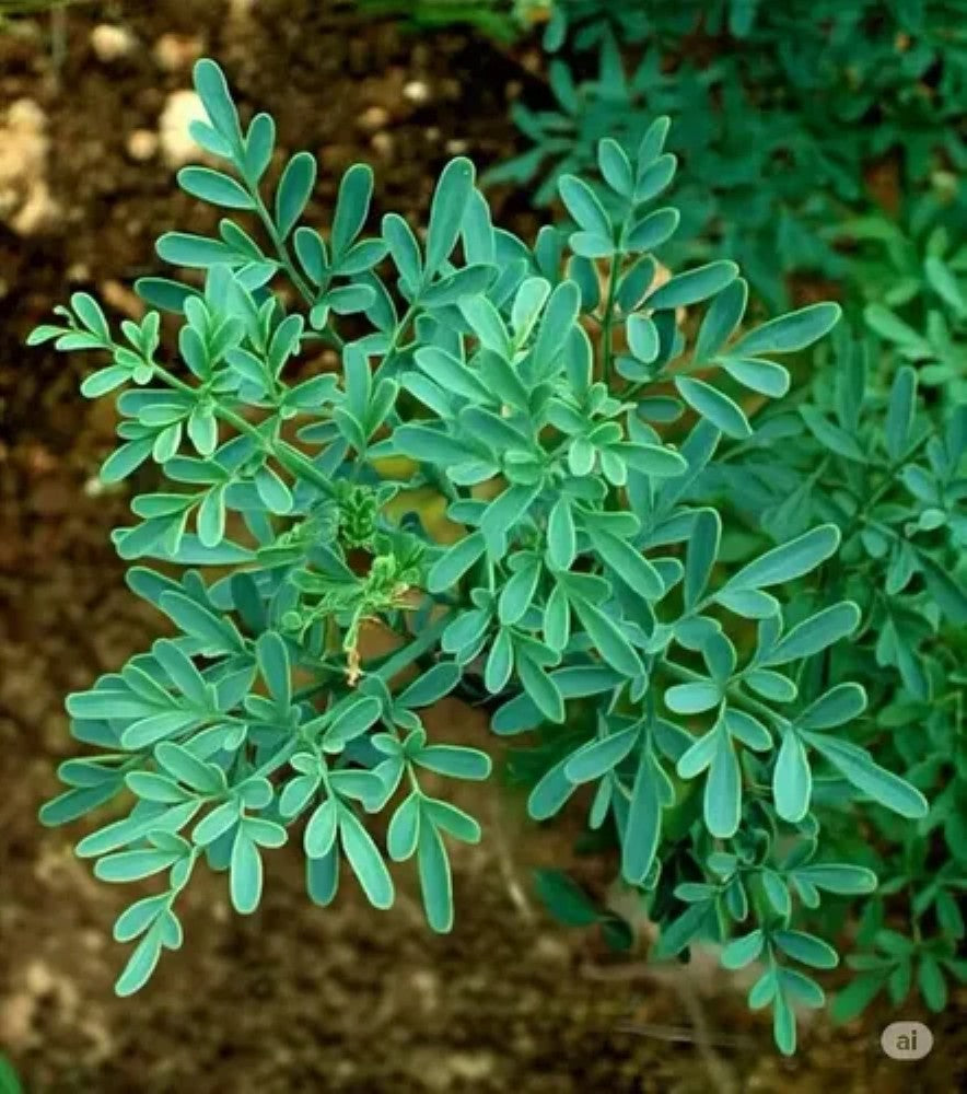 Fragancia Ruda